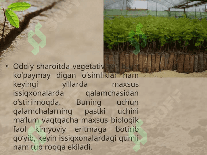 O’SIMLIKLARNING VEGETATIV KO’PAYISHI 4