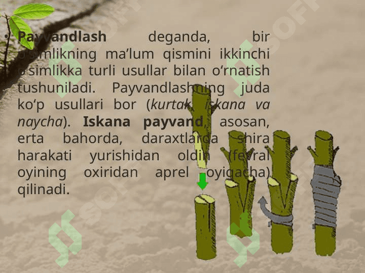 O’SIMLIKLARNING VEGETATIV KO’PAYISHI 5