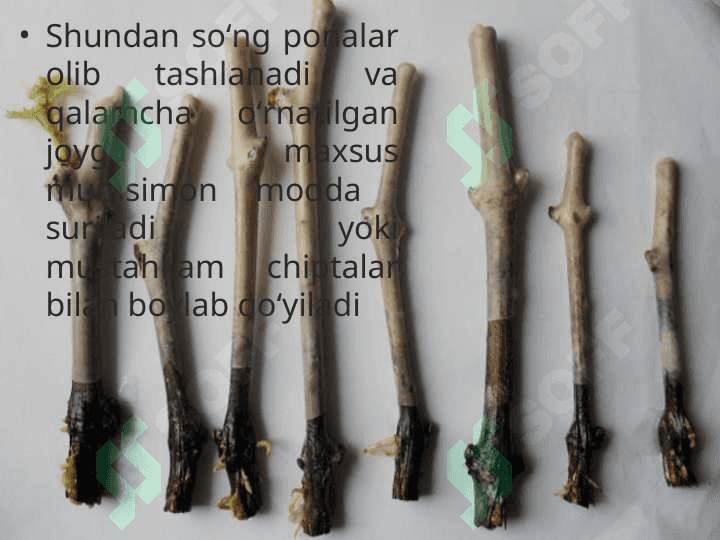 O’SIMLIKLARNING VEGETATIV KO’PAYISHI 8