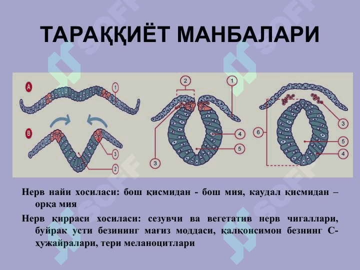 Nerv sistemasi 3