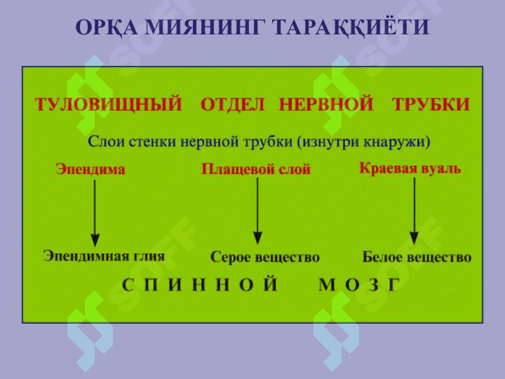 Nerv sistemasi 6