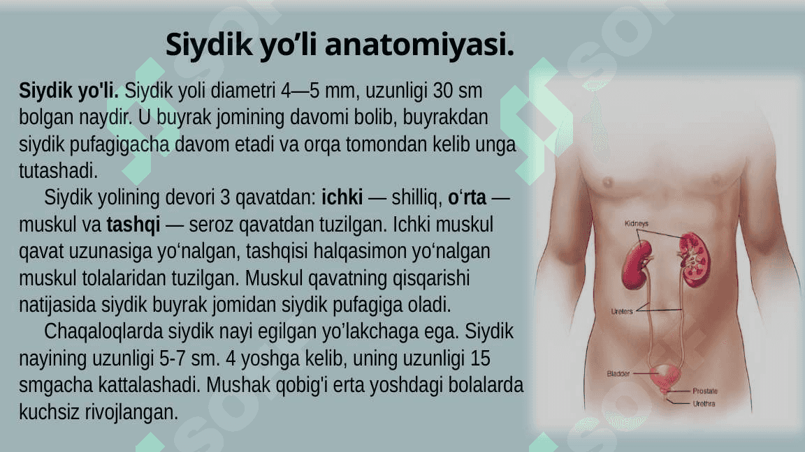 Bolalarda siydik yo'li, siydik pufagi va siydik chiqarish kanali anatomo-fiziologik xususiyatlari 3