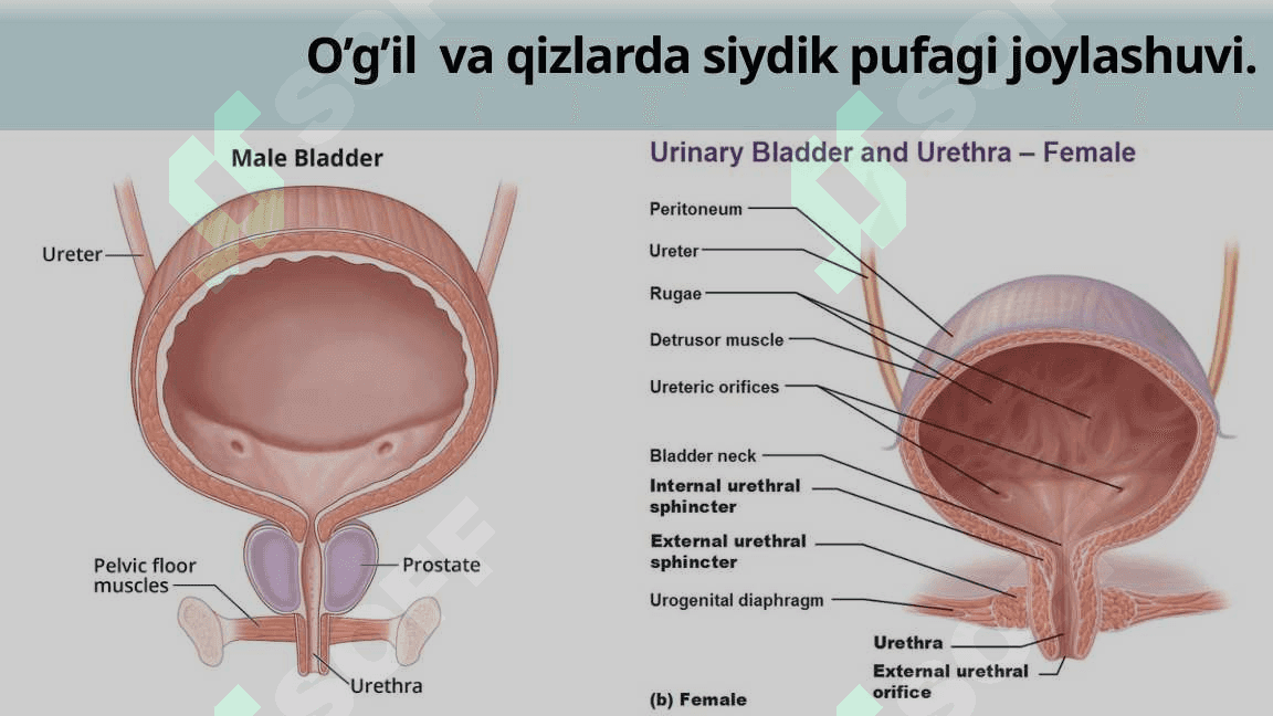 Bolalarda siydik yo'li, siydik pufagi va siydik chiqarish kanali anatomo-fiziologik xususiyatlari 6