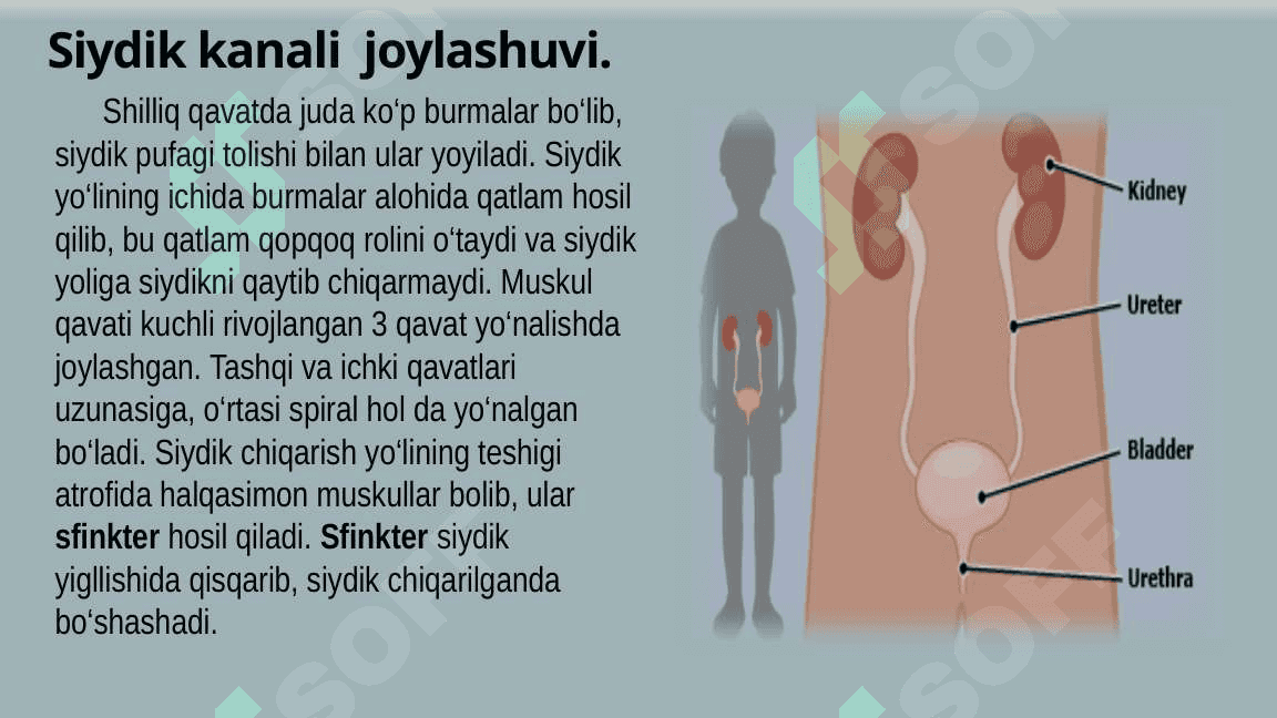Bolalarda siydik yo'li, siydik pufagi va siydik chiqarish kanali anatomo-fiziologik xususiyatlari 8