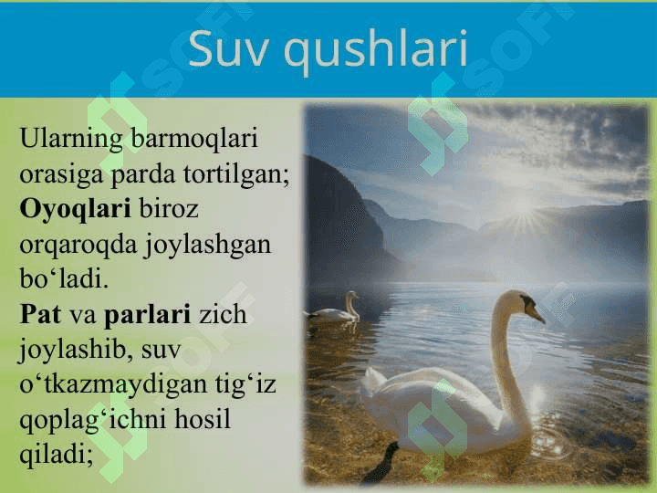 ; SUV  QUSHLARI, TUZILISHI  VA  HAYOT KECHIRISHI 3