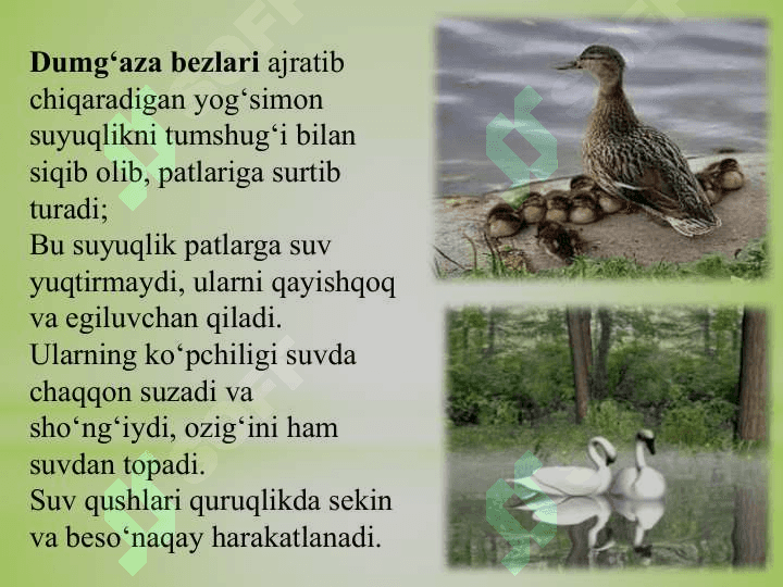 ; SUV  QUSHLARI, TUZILISHI  VA  HAYOT KECHIRISHI 4