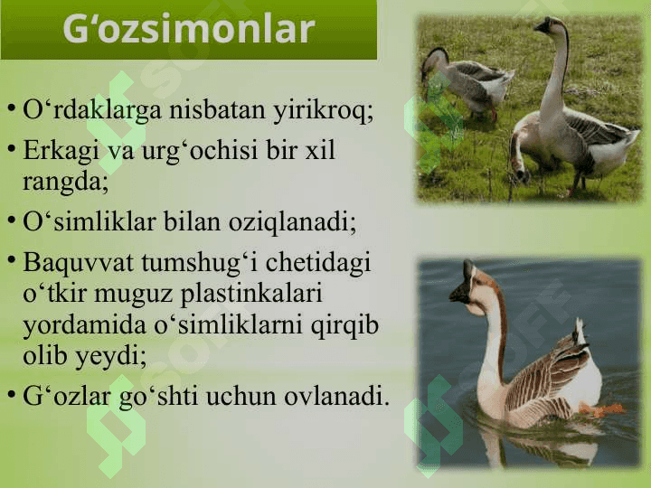; SUV  QUSHLARI, TUZILISHI  VA  HAYOT KECHIRISHI 5