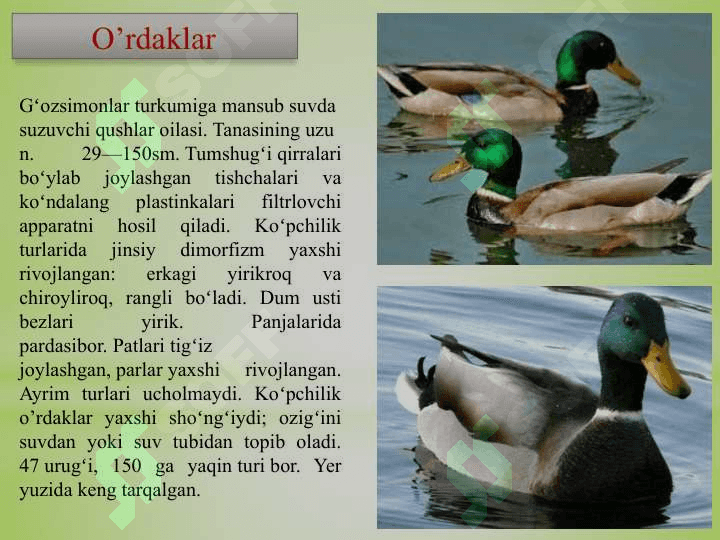 ; SUV  QUSHLARI, TUZILISHI  VA  HAYOT KECHIRISHI 7