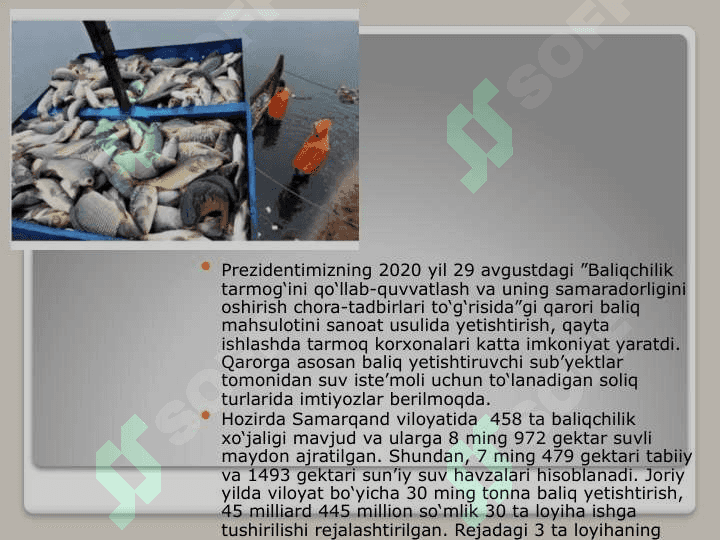 Baliqchilik,  uning iqtisodiy  ahamiyati 8