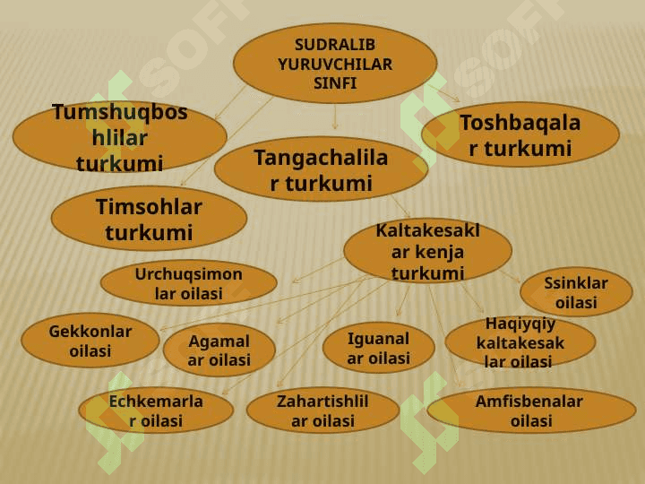 Kaltakesaklar, O’zbekiston faunasidagi asosiy   turlarining hayoti 2