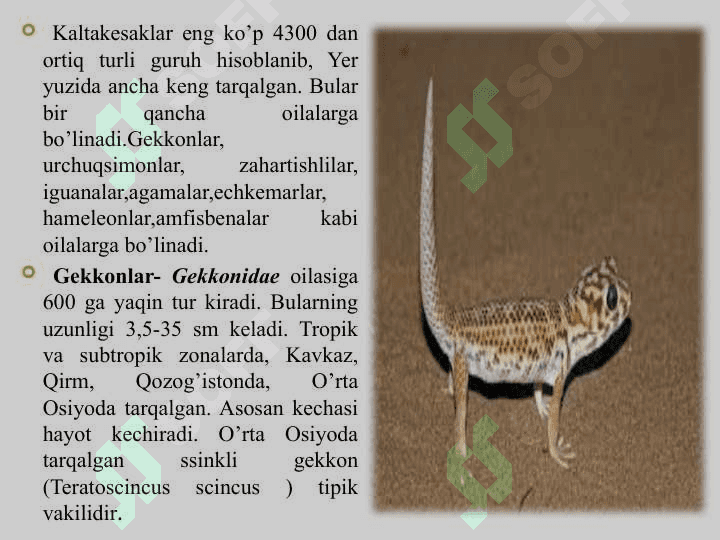 Kaltakesaklar, O’zbekiston faunasidagi asosiy   turlarining hayoti 4