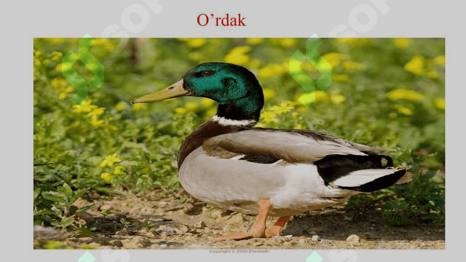 Uchib ketuvchi qushlar asosiy turlarining hayoti. 5