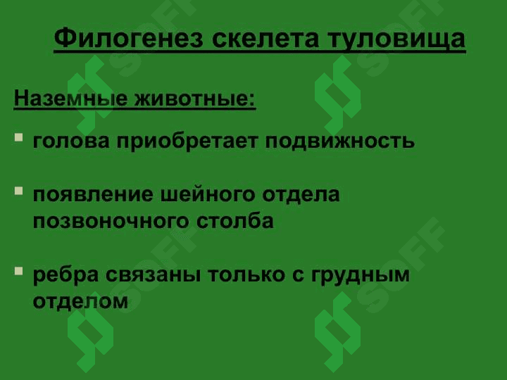 Осевой скелет 5