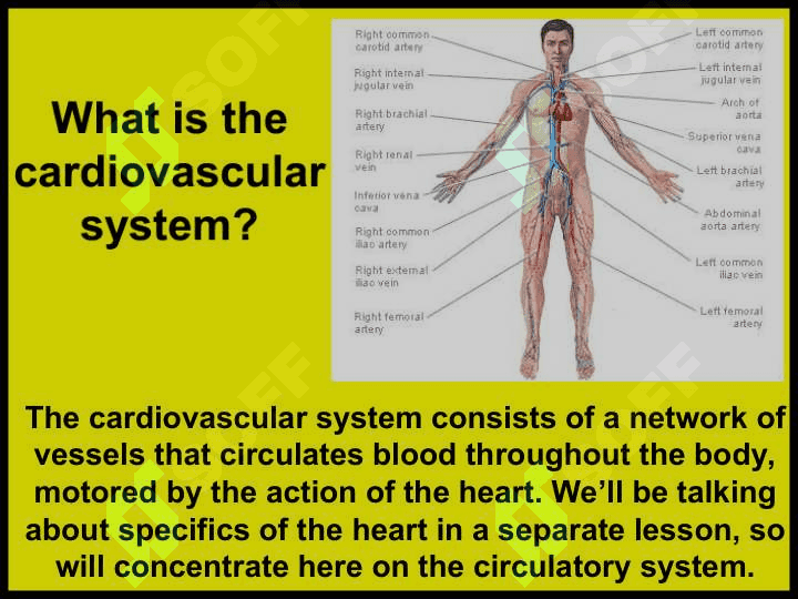 The circulatory (cardiovascular) system ppt 2
