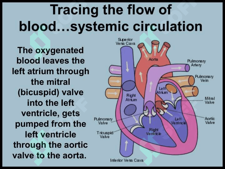 The circulatory (cardiovascular) system ppt 7