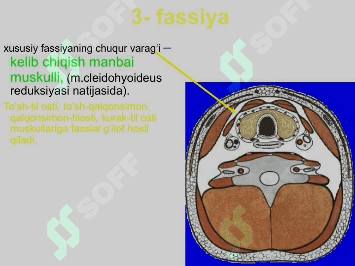 Boʻyin sohasining klinik anatomiyasi. 7