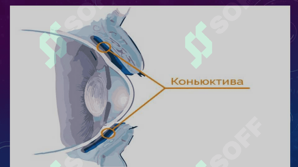 Konyunktiva tuzilishi funksiyasi Bakterial Konyuktivit 3