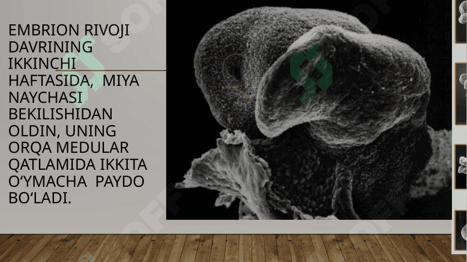 : ko’ruv analizatorlarida postnatal davrda o’ziga xosligi 2