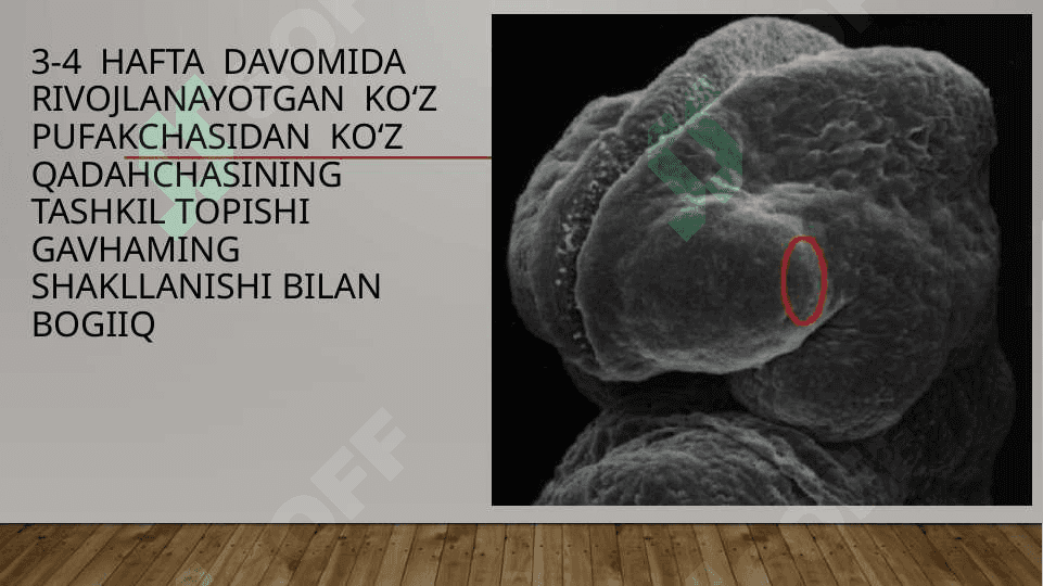 : ko’ruv analizatorlarida postnatal davrda o’ziga xosligi 3