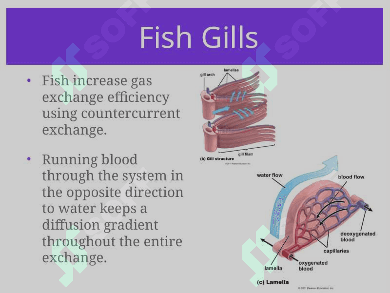 Respiratory System 8