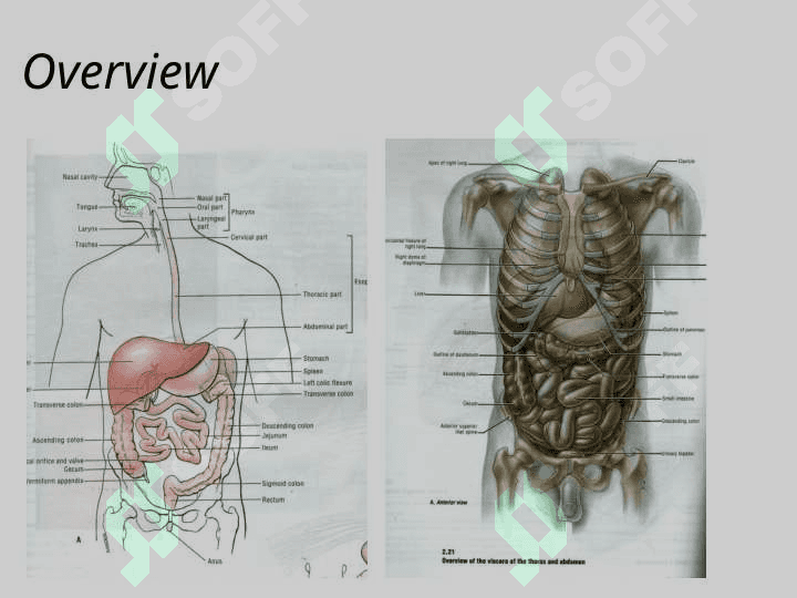 The Abdomen 2