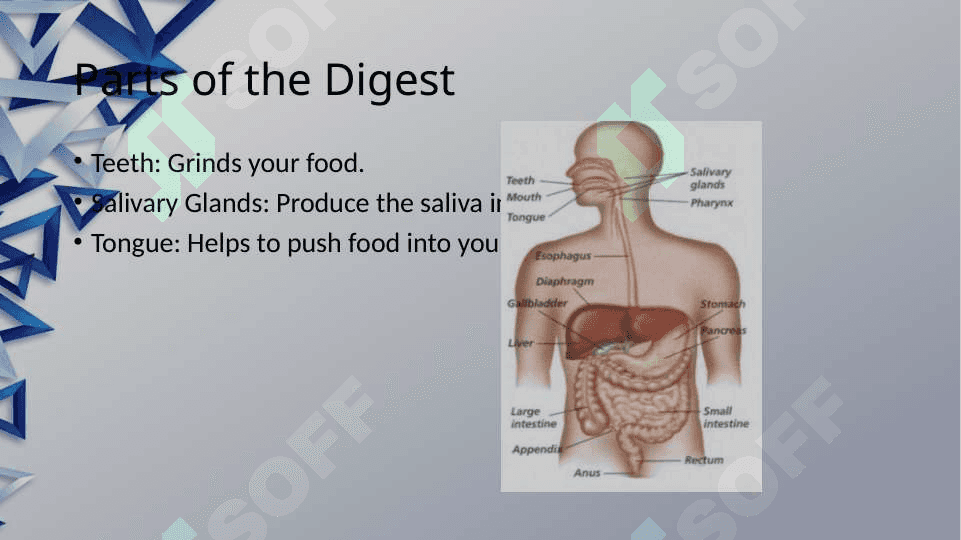 The digestive system and process of digestion and absorption 7