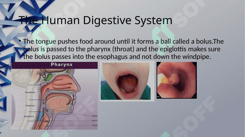 The digestive system and process of digestion and absorption 8