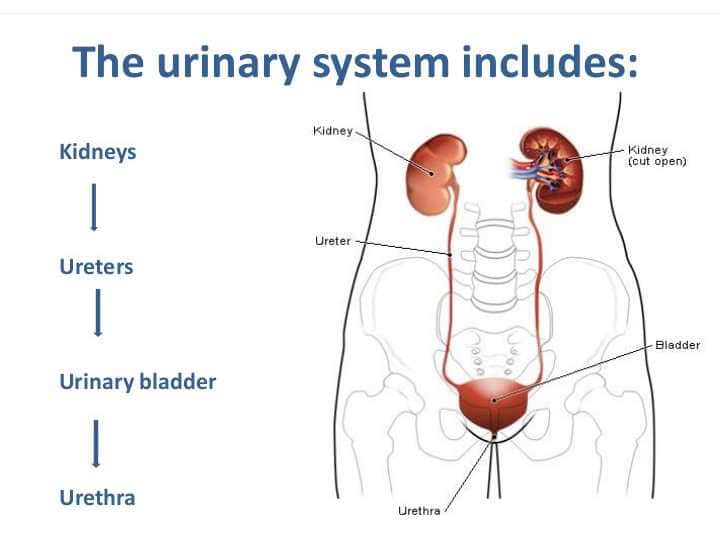 the urinary system