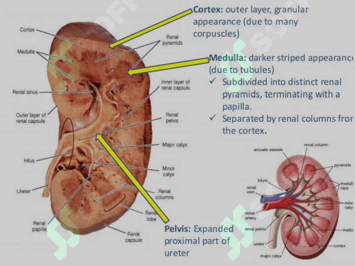 the urinary system 4