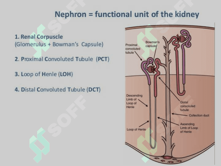 the urinary system 6