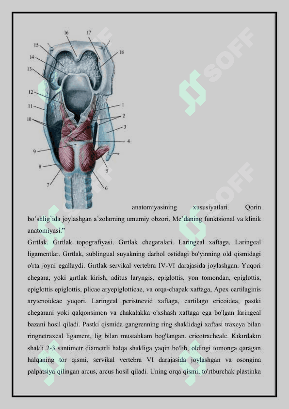 HALQUMNING FUNKTSIONAL VA TOPOGRAFIK ANATOMIYASI 3