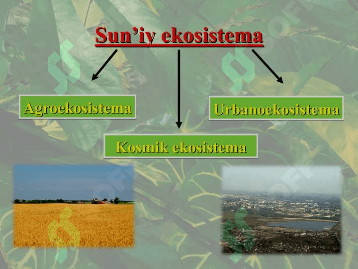 Sun’iy ekosistema 3