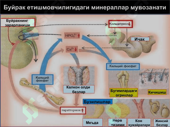 Буйрак патофизиологияси 5