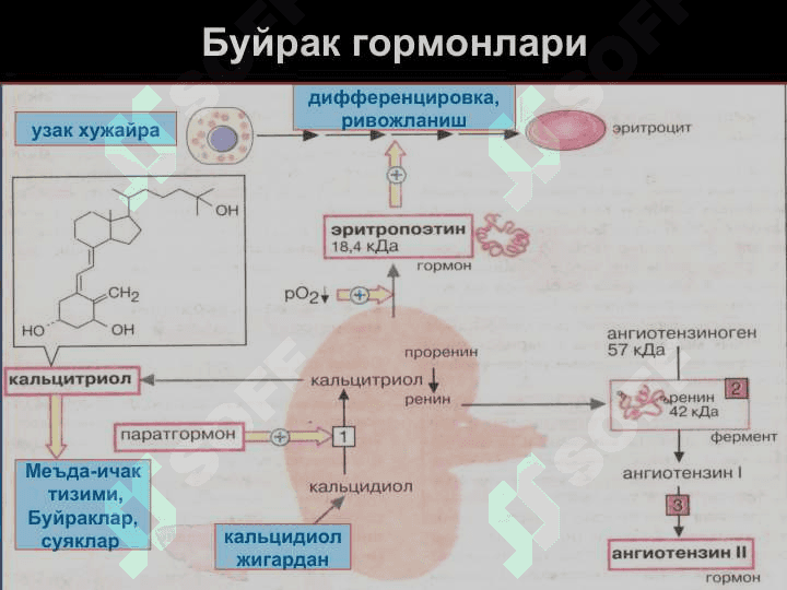 Буйрак патофизиологияси 8