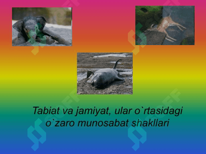 Ekologiya huquqi 4