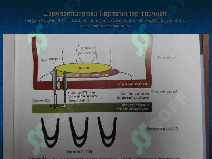 Терининг ирсий касалликлари - Terining irsiy kasalliklari 6