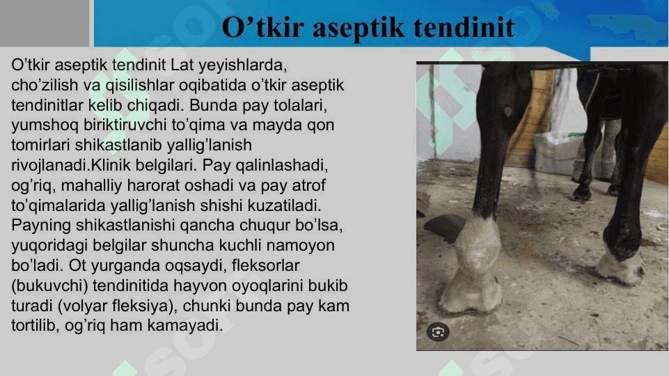 Otlarda uchraydigan pay kasalliklari 7