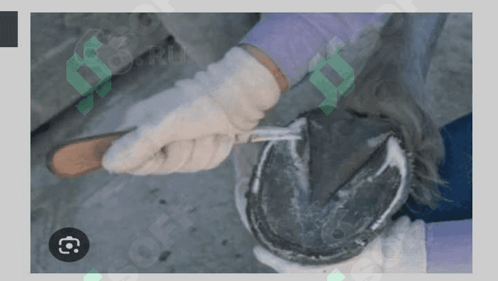 Otlar tuyoqlarini tozalash va taqalash texnikasi 4