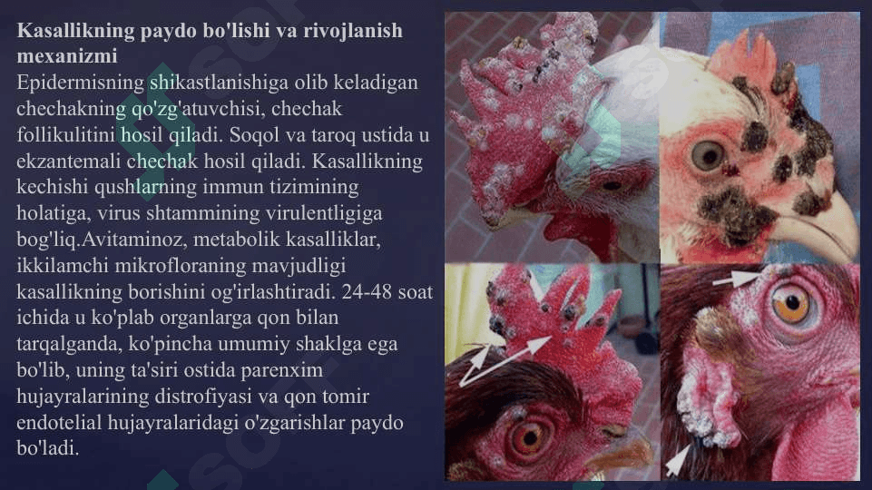 PARRANDALAR CHECHAK KASALLIGI 4