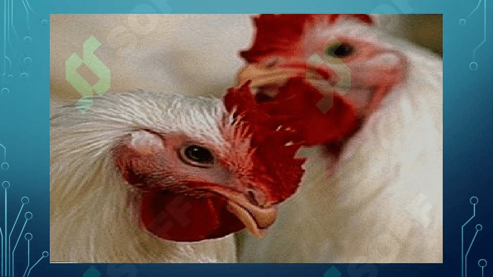 Tuberkulyoz kasalligi Parrandalarda tuberkulyoz 6