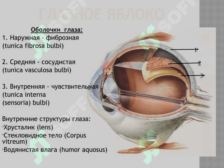 АНАТОМИЯ ОРГАНА ЗРЕНИЯ 6