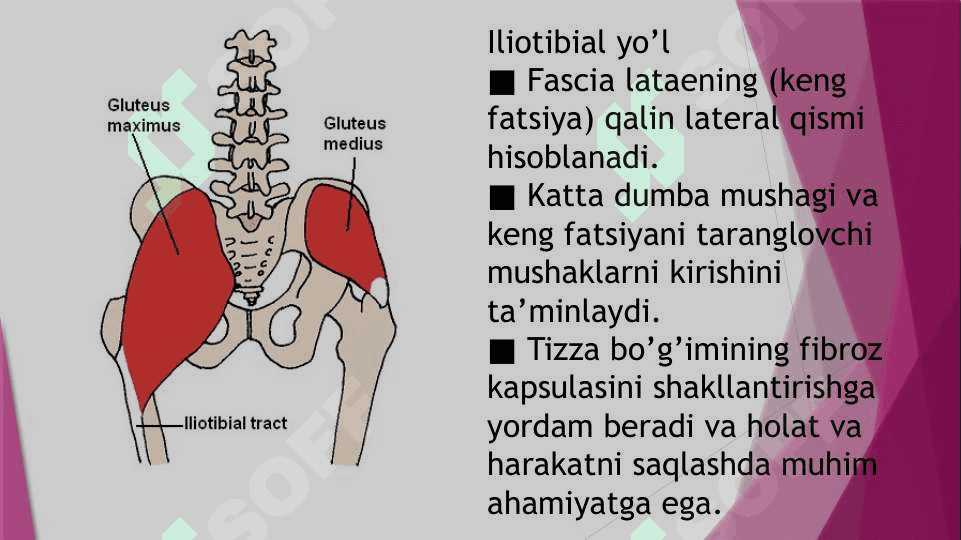 Dumba mushaklari,Dumba soxasi nerv taminoti va Qon tomirlari 4