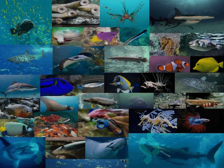 Baliqlar umurtqalilarning birlamchi suvda hayot kechiruvchi vakili sifatida, baliqlar katta sinfining biologik va morfologik ta’rifi 5