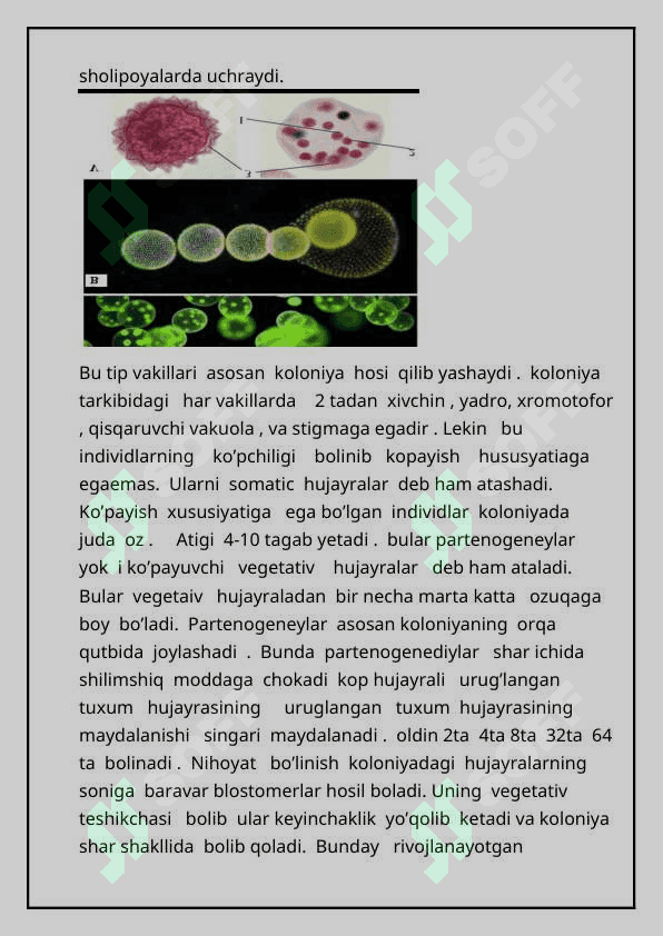 UMURTQASIZ HAYVONLAR AZOLAR TIZIMI EVOLUTSIYASI 7