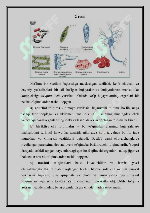 KO’P HUJAYRALI ORGANIZMLARNING KELIB CHIQISHI NAZARIYASI 4