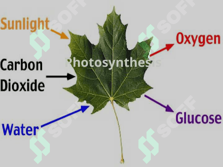 ABOUT PHOTOSYNTHESIS 2