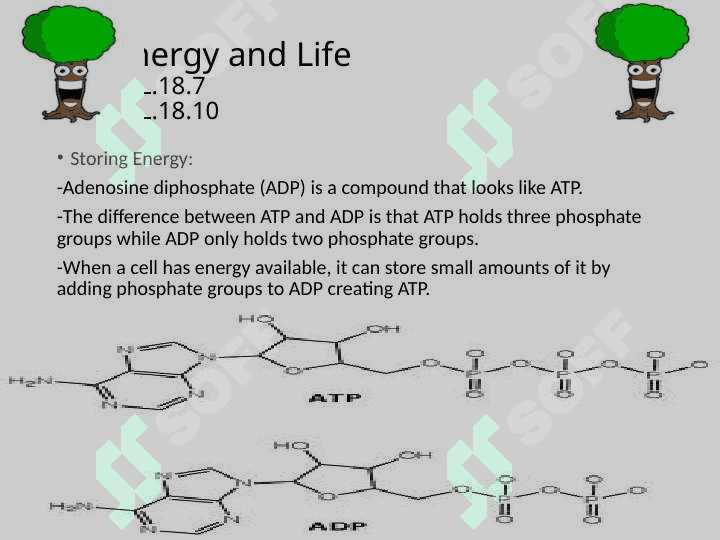 ABOUT PHOTOSYNTHESIS 4