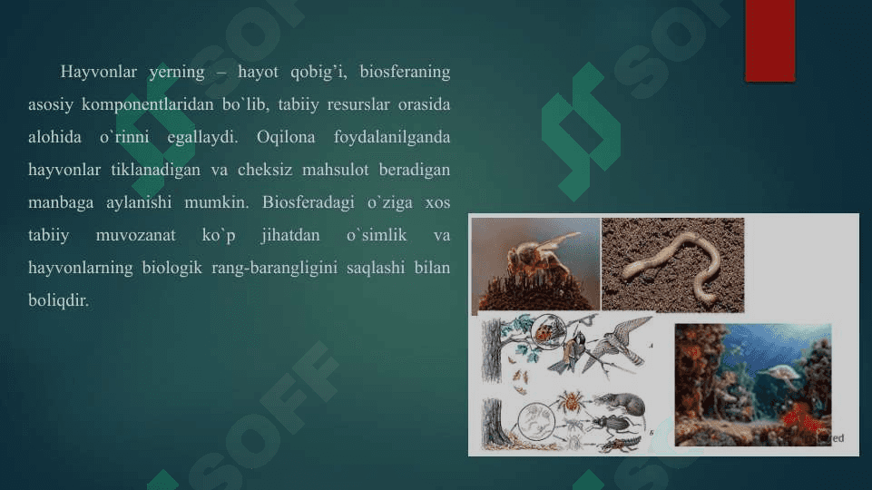 Hayvonlarning biosferadagi ahamiyati 2