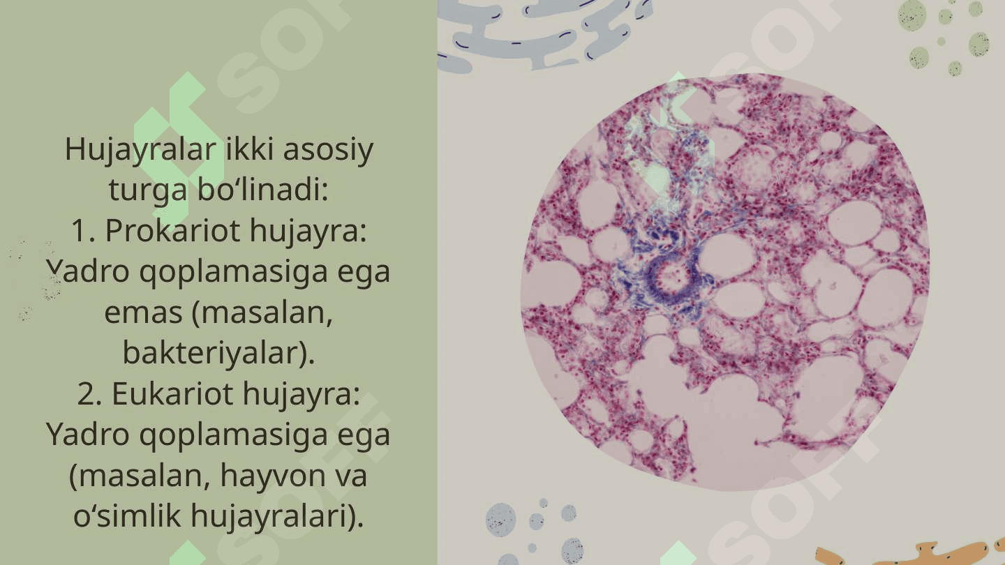 Hujayra 3