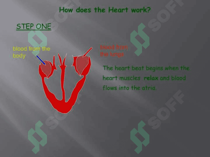 Circulatory System 8